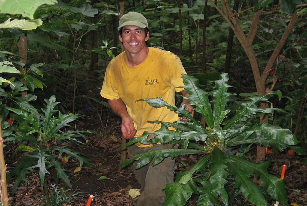 A man wearing a green cap and yellow T-shirt stands next to fruit plant