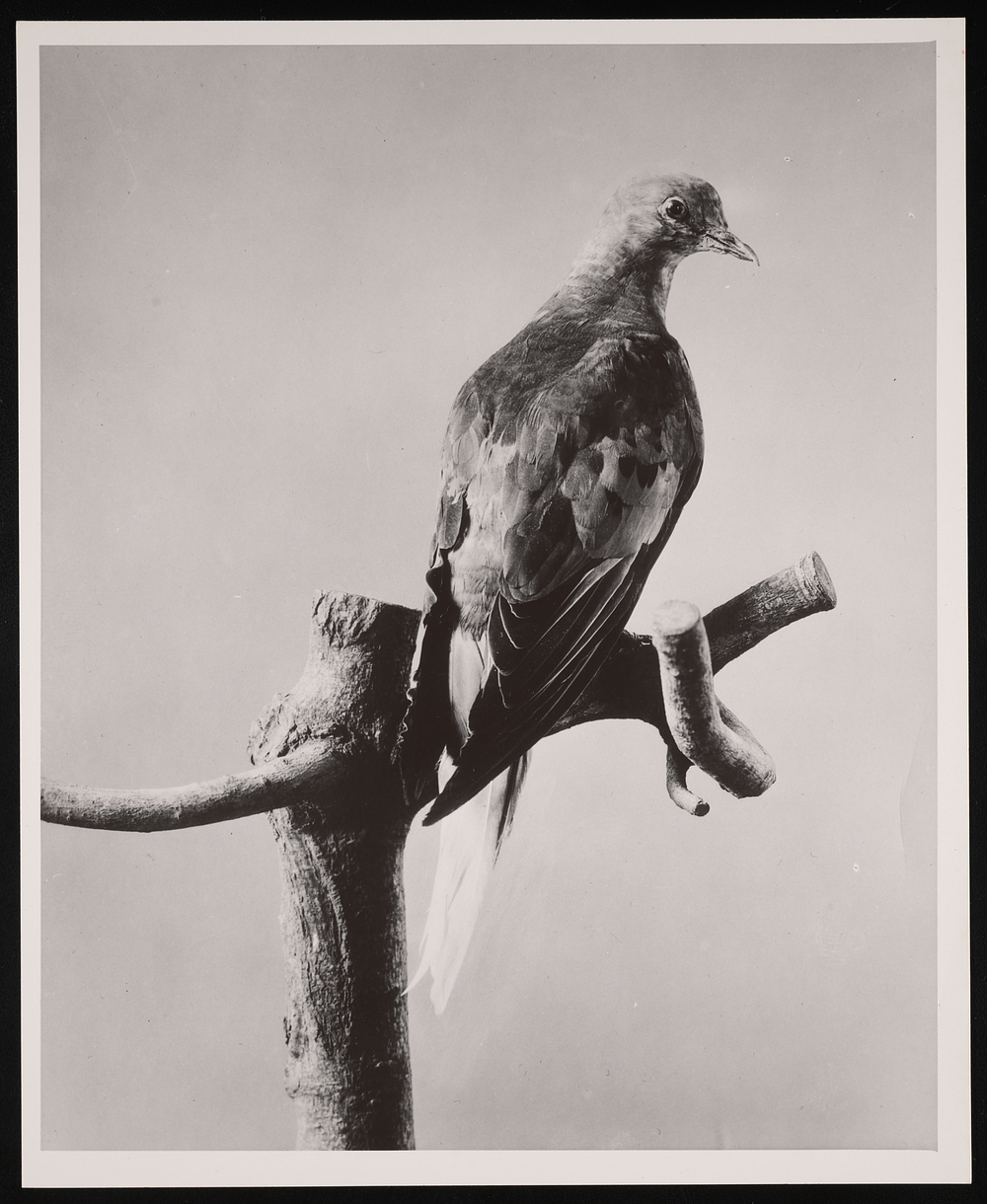 Pigeon posed on branch