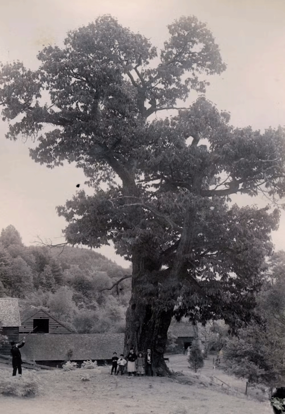 American chestnut tree. Five people stand at the base. To the left of the tree are some barns and one person.