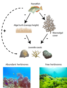 Anthrome Planet – A Natural History of the Anthropocene