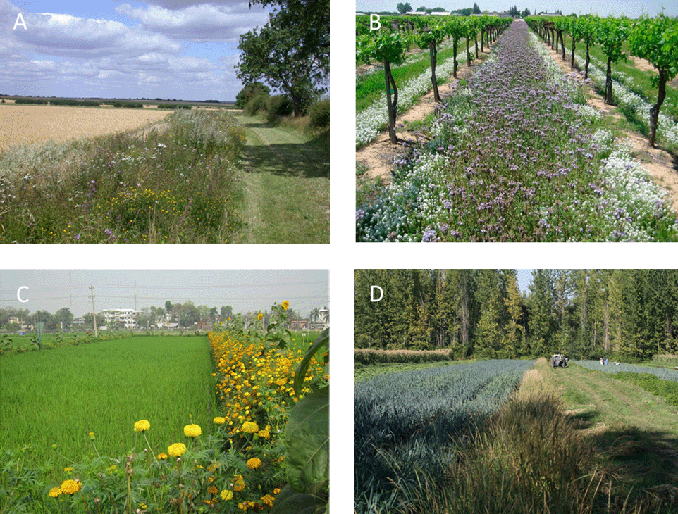 Biodiversity Wildflowers - Wildflowers for a balanced ecosystem in roughs  and borders