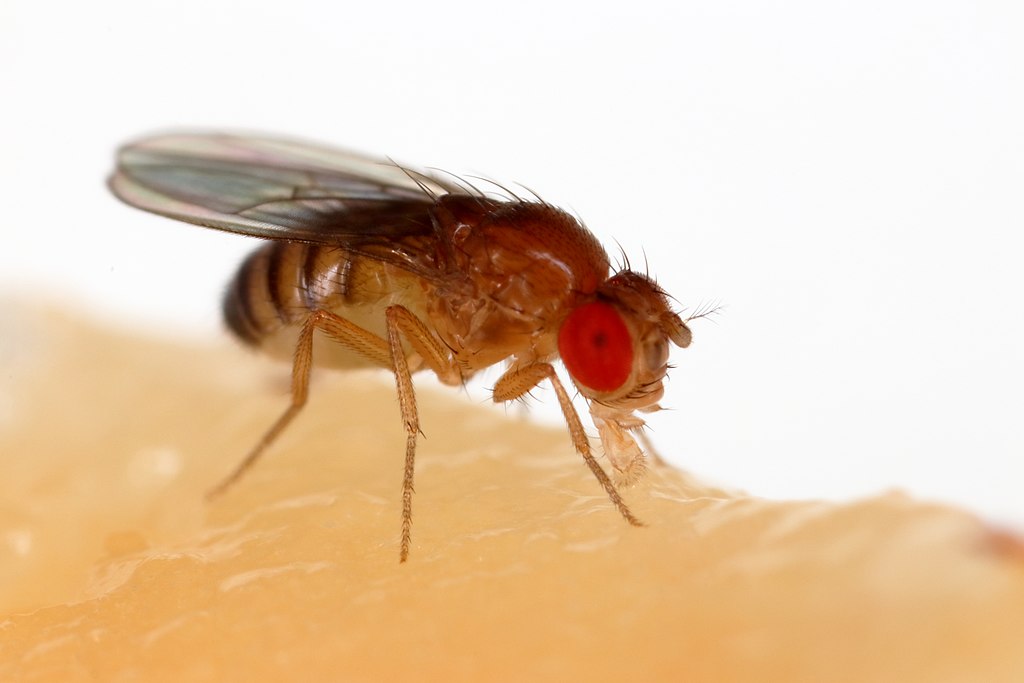 Fruit fly feeding on banana