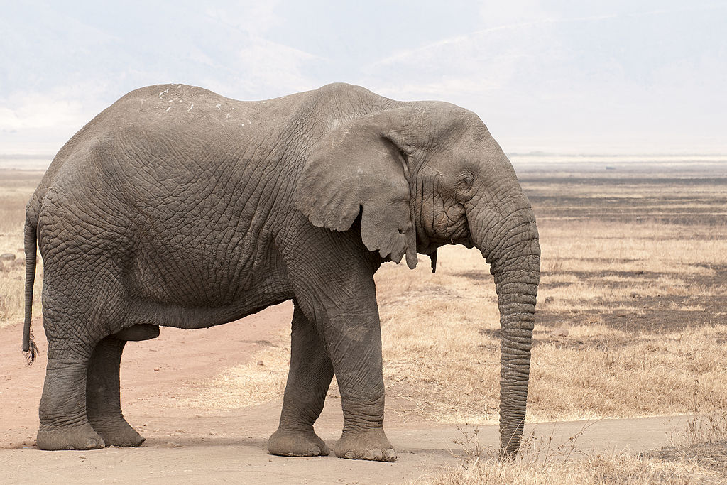 African elephant