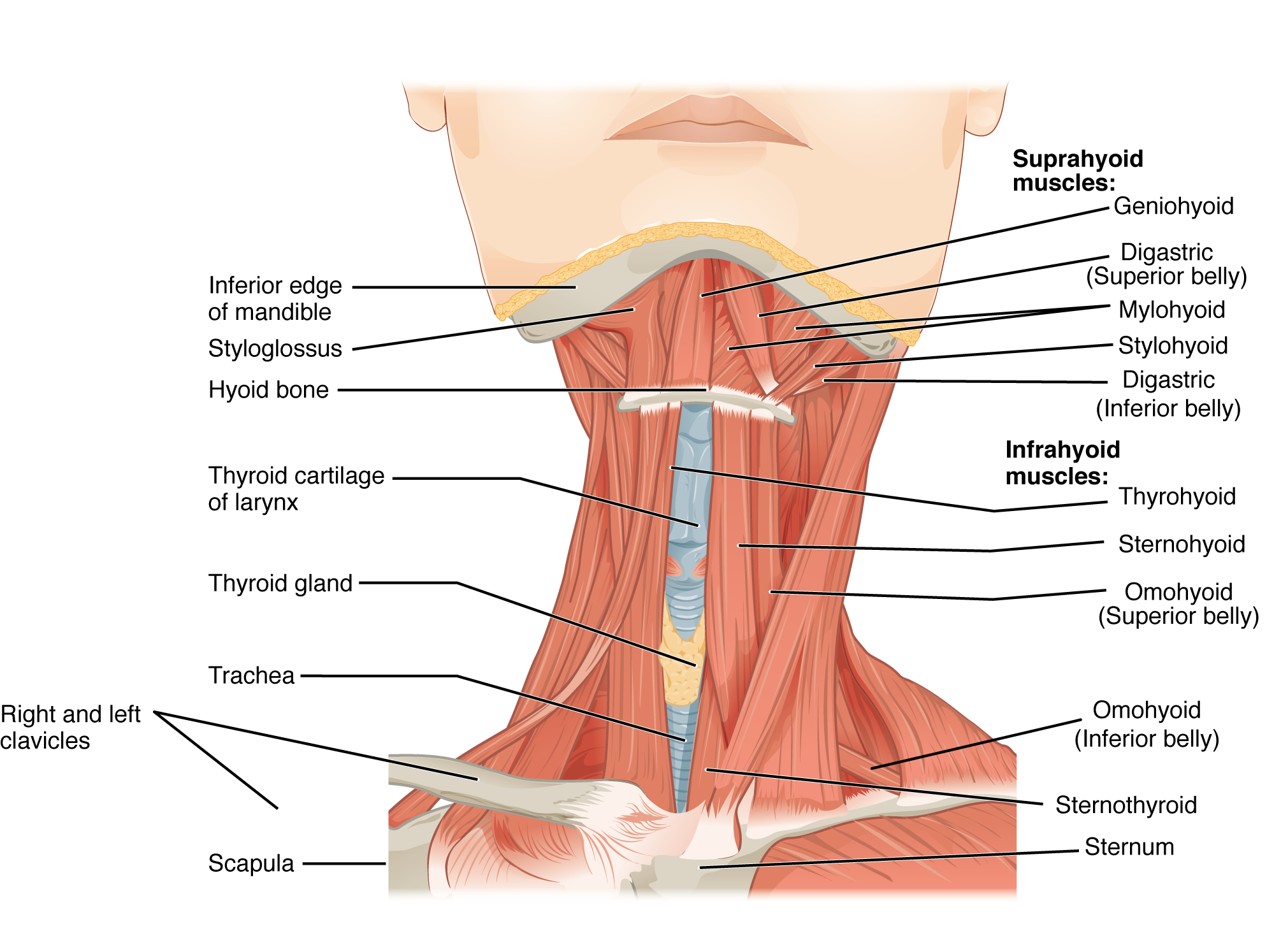 This figure shows the front view of a person’s neck with the major muscle groups labeled.
