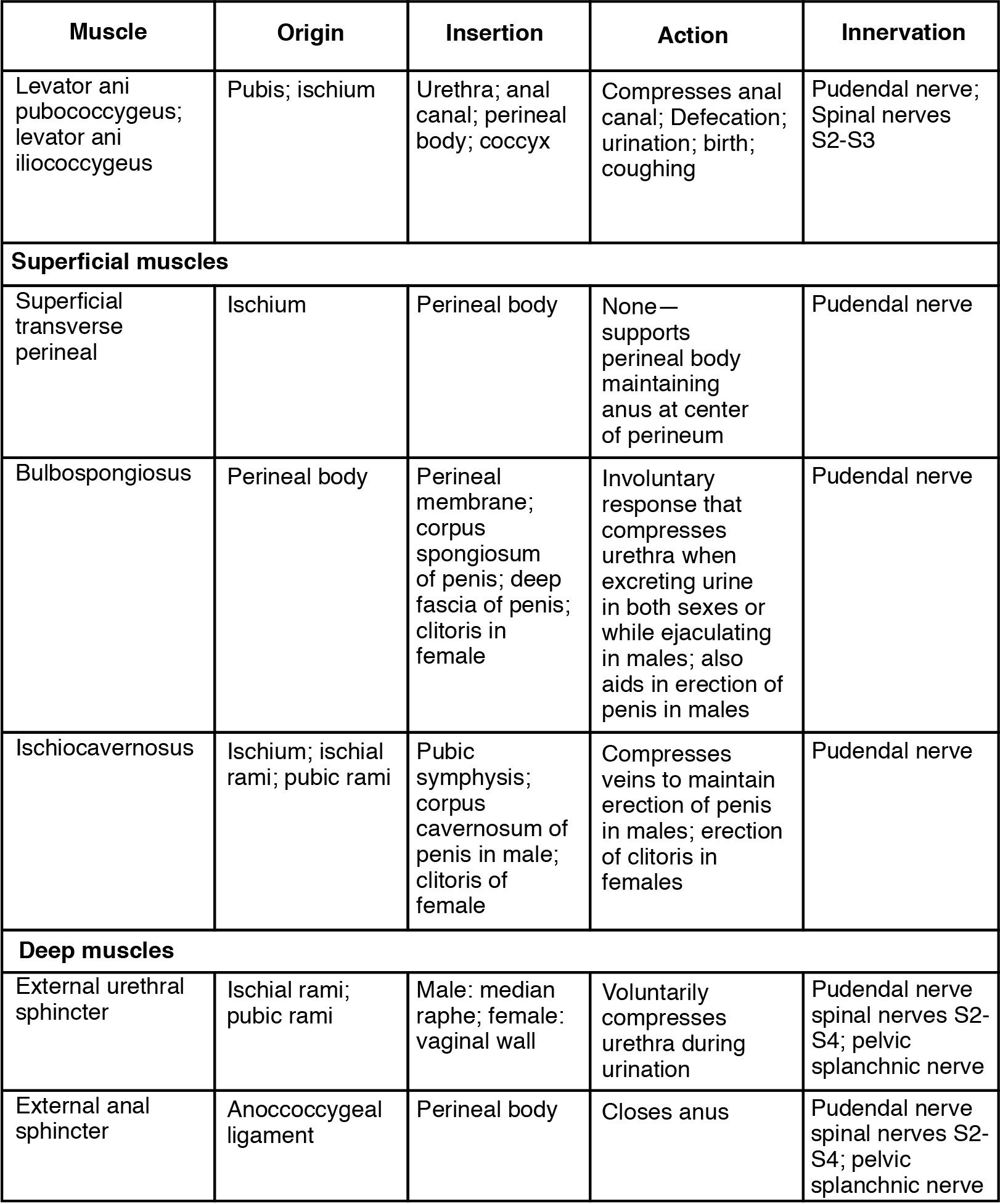 This table describes the muscles of the perineum that are common to men and women. The levator ani pubococcygeus and levator ani iliococcygeus control movements during defaction, urination, coughing, and giving birth. They originate in the pubis and ischium. The superficial transverse perineal supports the perineal body maintaining the anus at the center of the perineum. It originates in the ischium. The bulbospongiosus is a superficial muscle that causes an involuntary response that compresses the urethra when excreting urine in both sexes or while ejaculating in males; it also aids in erection of the penis in males. It originates in the perineal body. The ischiocavernosus is a superficial muscle that compresses veins to maintain erection of the penis in males and erection of the clitoris in females. It originates in the ischium, ischial rami, and pubic rami. The external uretral sphincter is a deep muscle that voluntarily compresses the urethra during urination. It originates in the ischial rami and pubic rami. The external anal sphincter is a deep muscle that closes the anus. It originates in the anoccoccygeal ligament.