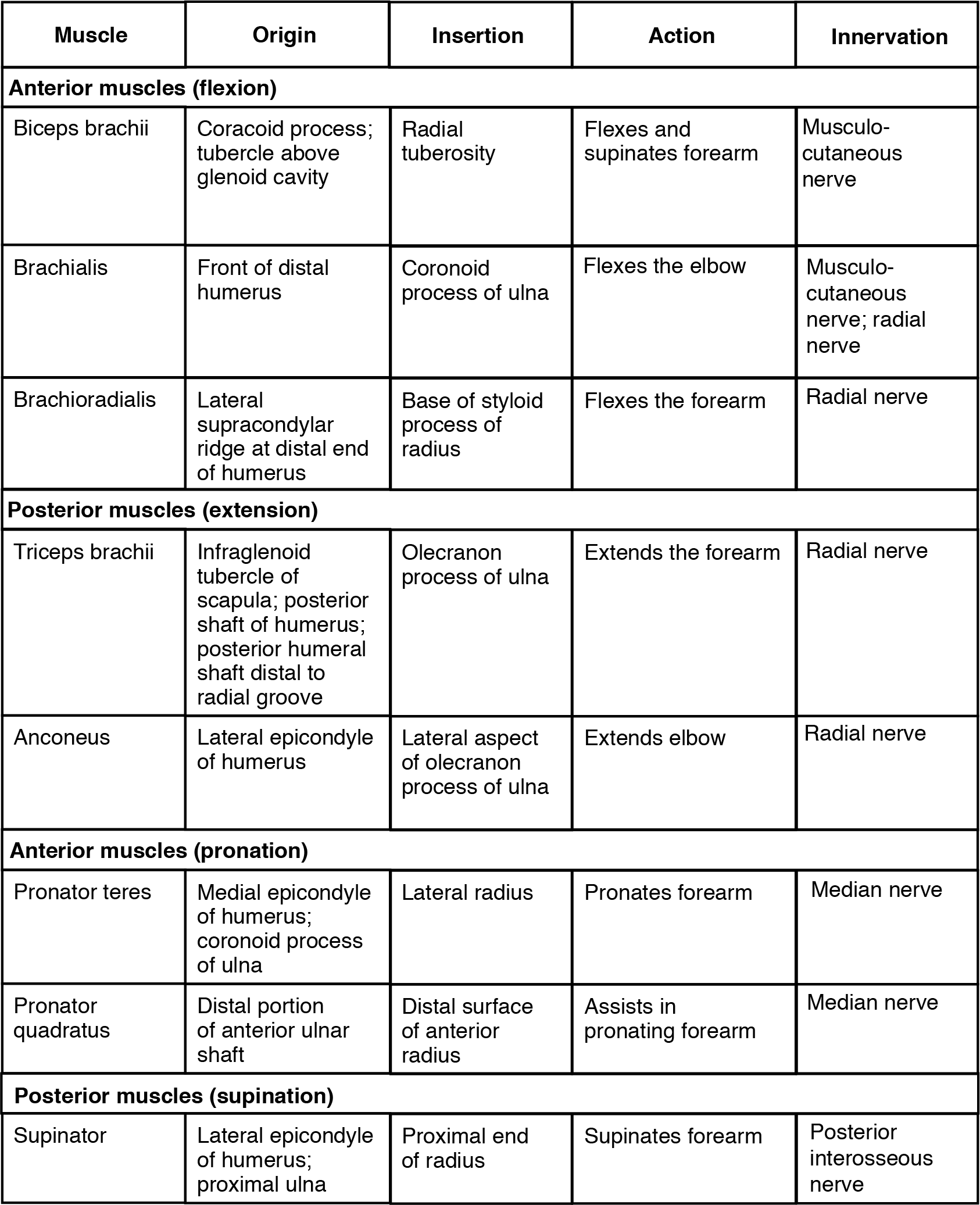 This table describes the muscles that move the forearm. The biceps brachii are anterior muscles that perform a bicep curl; they also allow the palm of the hand to point toward the body while flexing. They originate in the coracoid process and the tubercle above the glenoid cavity. The brachialis originates in the front of the distal humerus. The brachioradialis is an anterior muscle that assists and stablizes the elbow during bicep-curl motion. It originates in the lateral supracondylar ridge at the distal end of the humerus. The triceps brachii are posterior muscles that extend the forearm, as during a punch. They originate in the infraglenoid tubercle of the scapula, the posterior shaft of the humerus, and the posterior humeral shaft distal to the radial groove. The aconeus is a posterior muscle that assists in extending the forearm; it also allows the forearm to extend away from the body. It originates in the lateral epicondyle of the humerus. The pronator teres is an anterior muscle that turns the hand palm-down. It originates in the medial epicondyle of the humerus and the coronoid process of the ulna. The pronator quadratus is an anterior muscle that assists in turning the hand palm-down. It originates in the distal portion of the anterior ulnar shaft. The supinator is a posterior muscle that turns the hand palm-down. It originates in the lateral epicondyle of the humerus and the proximal ulna.