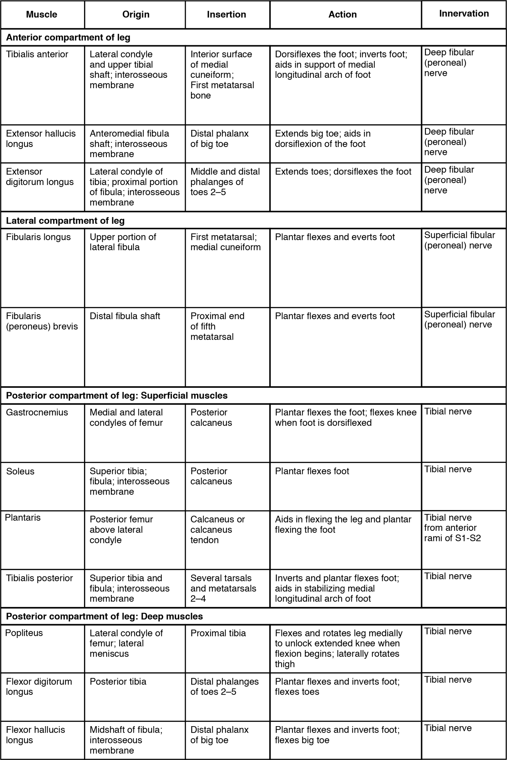 This tables describes the muscles that move the feet and toes. These muscles make up the anterior compartment of the leg. The tibialis anterior raises the sole of the foot off the ground, as when preparing to foot-tap; it also bends the inside of the foot upwards, as when catching your balance while falling laterally toward the opposite side as the balancing foot. It originates in the lateral condyle and upper tibial shaft and in the interosseous membrane. The extensor hallucis longus raises the sole of the foot off the ground, as when preparing to foot-tap; it also extends the big toe. It originates in the anteromedial fibula shaft and interosseous membrane. The extensor digitorum longus raises the sole of the foot off the ground, as when preparing to foot-tap; it also extends the toes. It originates in the lateral condyle of the tibia, the proximal portion of the fibula, and the interosseous membrane. These muscles make up the lateral compartment of the leg. The fibularis longus lowers the sole of the foot to the ground, as when foot-tapping or jumping; it also bends the inside of the foot downwards, as when catching your balance while falling laterally toward the same side as the balancing foot. It originates in the upper portion of the lateral fibula. The fibularis (peroneus) brevis lowers the side of the foot to the ground, as when foot-tapping or jumping; it also bends the inside of the foot downward, as when catching your balance while falling laterally toward the same side as the balancing foot. It originates in the distal fibula shaft. These superficial muscles make up the posterior compartment of the leg. The gastrocnemius lowers the sole of the foot to the ground, as when foot-tapping or jumping; it also assists in moving the back of the lower legs up and back toward the buttocks. It originates in the medial and lateral condyles of the femur. The soleus lowers the sole of the foot the ground, as when foot-tapping or jumping; it also maintains posture while walking. It originates in the superior tibia, fibula, and interosseous membrane. The plantaris lowers the sole of the foot to the ground, as when foot-tapping or jumping; it also assists in moving the back of the lower legs up and back toward the buttocks. It originates in the posterior femur above the lateral condyle. The tibialis posterior lowers the sole of the foot to the ground, as when foot-tapping or jumping. It originates in the superior tibia and fibula and in the interosseous membrane. These deep muscles also make up the posterior compartment of the leg. The popliteus moves the back of the lower legs up and back toward the buttocks; it also assists in rotation of the leg at the knee and thigh. It originates in the lateral condyle of the femur and the lateral meniscus. The flexor digitorum longus lowers the sole of the foot to the ground, as when foot-tapping or jumping; it also bends the inside of the foot upward and flexes the toes. It originates in the posterior tibia. The flexor hallicis longus flexes the big toe. It originates in the midshaft of the fibula and in the interosseous membrane.
