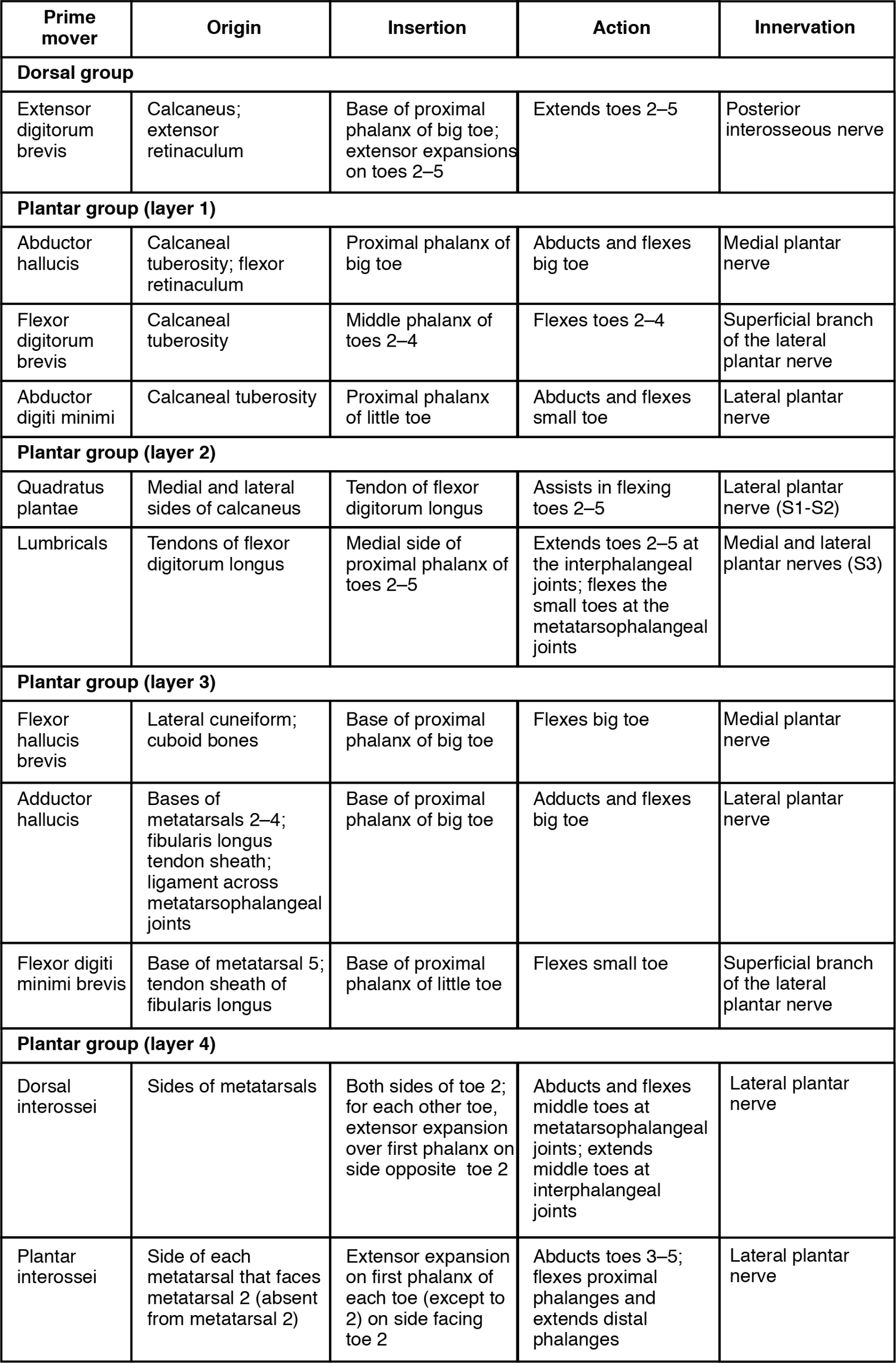 This table describes intrinsic muscles in the foot. The dorsal group consists of the extensor digitorum brevis, which extends toes 2 through 5. It originates in the calcaneus and the extensor retinaculum. These muscles make up layer 1 of the plantar group. The abductor hallucis abducts and flexes the big toe. It originates in the calcaneal tuberosity and flexor retinaculum. The flexor digitorum brevis flexes toes 2 through 4. It originates in the calcaneal tuberosity. The abductor digiti minimi abducts and flexes the small toe. It originates in the calcaneal tuberosity. These muscles make up layer 2 of the plantar group. The quadratus plantae assists in flexing toes 2 through 5. It originates in the medial and lateral sides of the calcaneus. The lumbricals extend toes 2 through 5 at the interphalangeal joints; they also flex the small toes at the metatarsophalangeal joints. They originate in the tendons of the flexor digitorum longus. These muscles make up layer 3 of the plantar group. The flexor hallucis brevis flexes the big toe. It originates in the lateral cuneiform and in the cuboid bones. The adductor hallucis adducts and flexes the big toe. It originates in the bases of metatarsals 2 through 4, in the fibularis longus tendon sheath, and in the ligament across the metatarsophalangeal joints. The flexor digiti minimi brevis flexes the small toe. It originates in the base of metatarsal 5 and in the tendon sheath of the fibularis longus. These muscles make up layer 4 of the plantar group. The dorsal interossei abducts and flexes the middle toes at the metatarsophalangeal joints; it also extends the middle toes at the interphalangeal joints. It originates in the sides of the metatarsals. The plantar interossei abducts toes 3 through 5; it also flexes the proximal phalanges and extends the distal phalanges. It originates in the side of each metatarsal that faces metatarsal 2 (absent from metatarsal 2).
