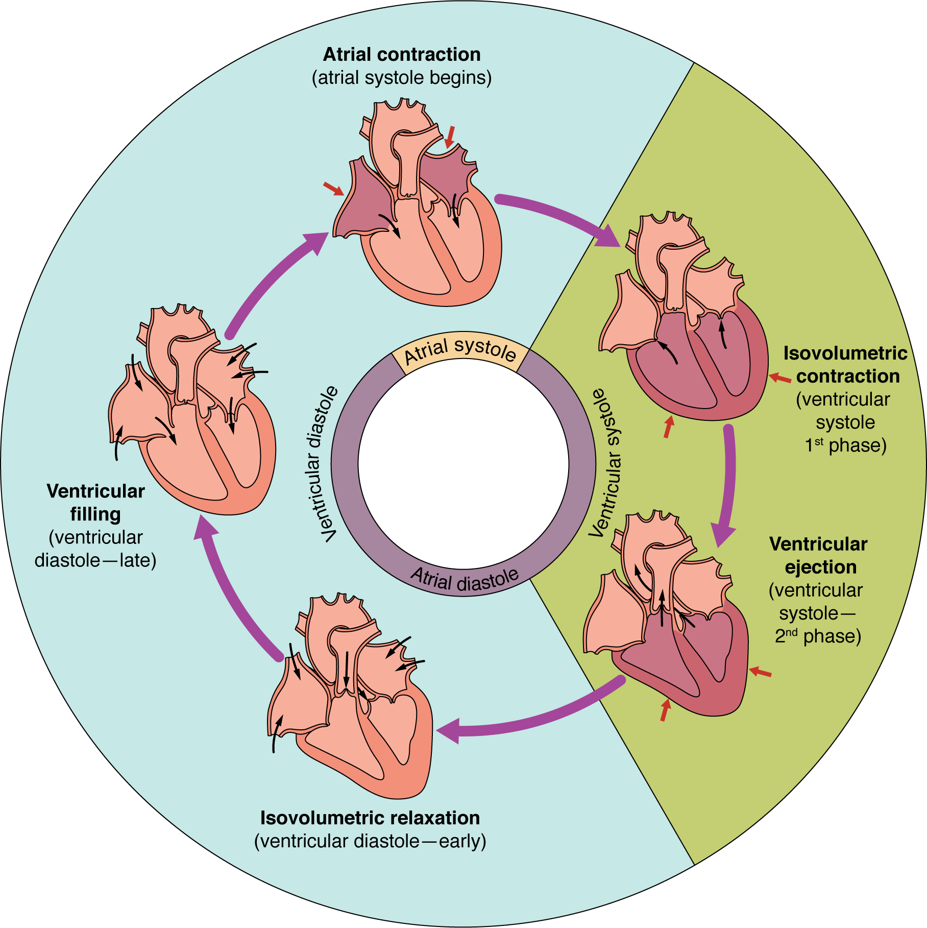 This pie chart shows the different phases of the cardiac cycle and details the atrial and ventricular stages.
