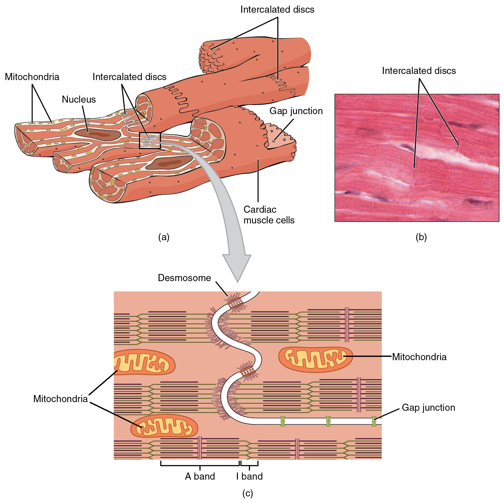 The top left panel of this figure shows the cross structure of cardiac muscle with the major parts labeled. The top right panel shows a micrograph of cardiac muscle. The bottom panel shows the structure of intercalated discs.