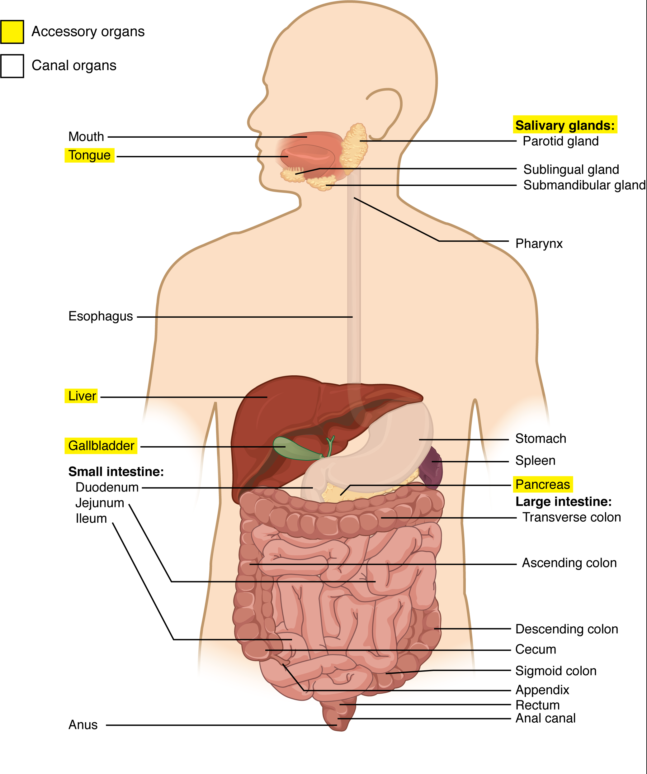 This diagram shows the digestive system of a human being, with the major organs labeled.