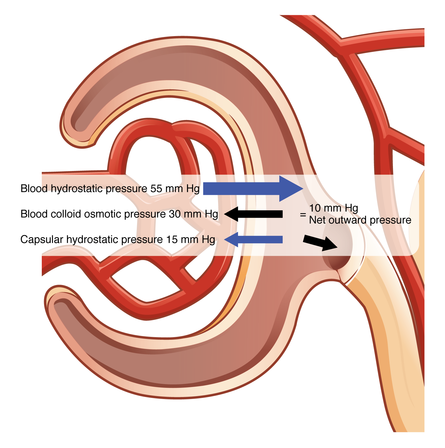 This figure shows the different pressures acting across the glomerulus.