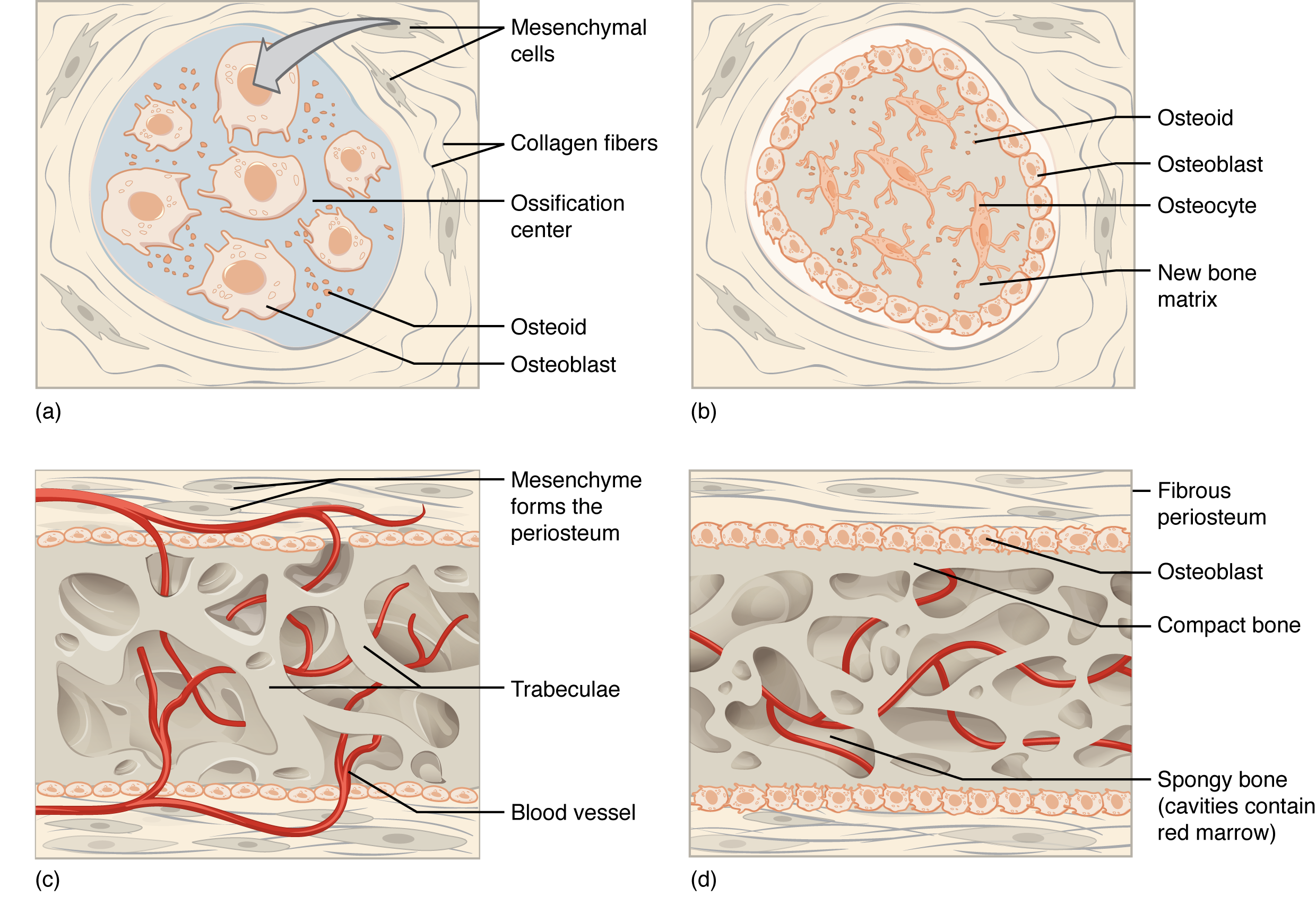 Image A shows seven osteoblasts, cells with small, finger like projections. They are surrounded by granules of osteoid. Both the cells and the osteoid are contained within a blue, circular, ossification center that is surrounded by a “socket” of dark, string-like collagen fibers and gray mesenchymal cells. The cells are generally amorphous, similar in appearance to an amoeba. In image B, the ossification center is no longer surrounded by a ring of osteoblasts. The osteoblasts have secreted bone into the ossification center, creating a new bone matrix. There are also five osteocytes embedded in the new bone matrix. The osteocytes are thin, oval-shaped cells with many fingerlike projections. Osteoid particles are still embedded in the bony matrix in image B. In image C, the ring of osteoblasts surrounding the ossification center has separated, forming an upper and lower layer of osteoblasts sandwiched between the two layers of mesenchyme cells. A label indicates that the mesenchyme cells and the surrounding collagen fibers form the periosteum. The osteoblasts secrete spongy bone into the space between the two osteoblast rows. Therefore, the accumulating spongy bone pushes the upper and lower rows of osteoblasts away from each other. In this image, most of the spongy bone has been secreted by the osteoblasts, as the trabeculae are visible. In addition, an artery has already broken through the periosteum and invaded the spongy bone. Image D looks similar to image C, except that the rows of osteoblasts are now secreting layers of compact bone between the spongy bone and the periosteum. The artery has now branched and spread throughout the spongy bone. A label indicates that the cavities between the trabeculae now contain red bone marrow.