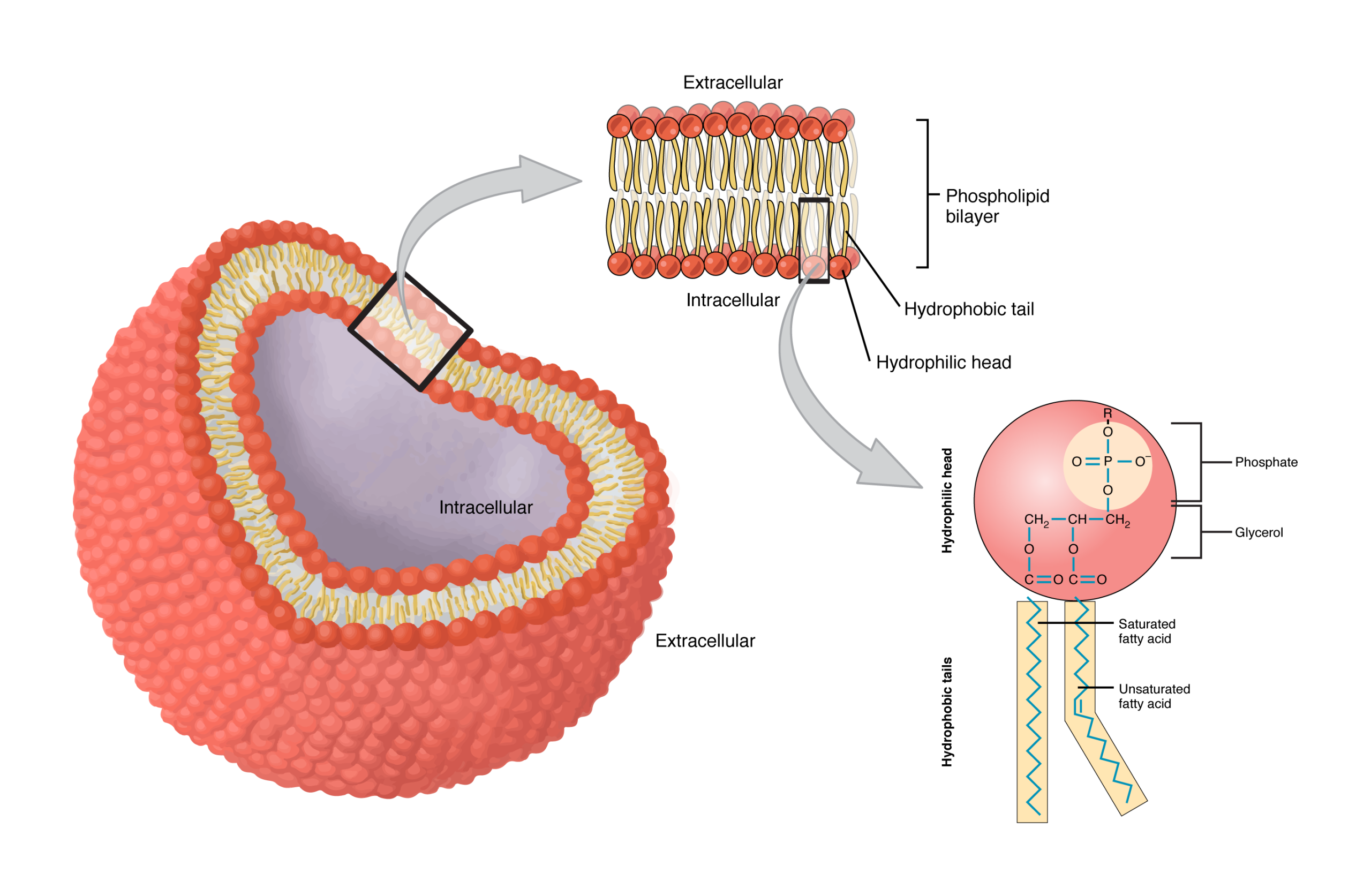 This diagram shows the structure of a phospholipid. The hydrophilic head group is shown as a pink sphere and the two tails are shown as yellow rectangles. This diagram shows a phospholipid bilayer. Two sets of phospholipids are arranged such that the hydrophobic tails are facing each other and the hydrophilic heads are facing the extracellular environment.