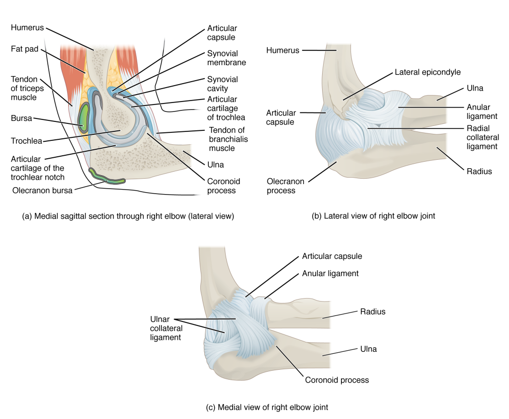 This figure shows the structure of the elbow joint. The top, left panel shows the medial sagittal section of the right elbow joint. The top, right panel shows the lateral view of the right elbow joint, and the bottom, left panel shows the medial view of the right elbow joint.