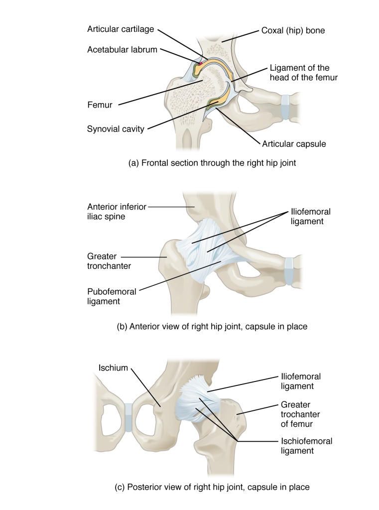 This figure shows different views of the hip joint. The top panel shows the frontal view of the right hip joint, the middle panel shows the anterior view, and the bottom panel shows the posterior view.