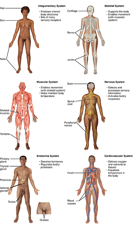 Organ Systems of the Human Body