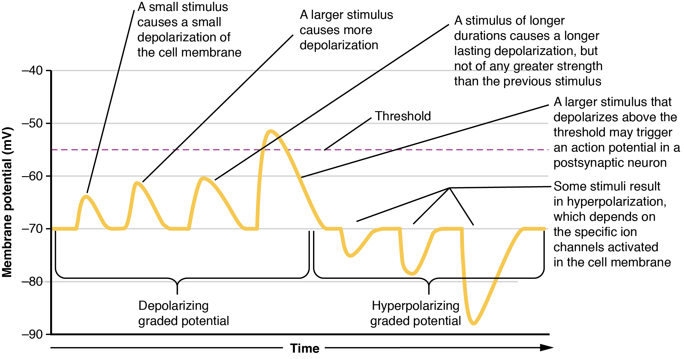 The graph has membrane potential, in millivolts, on the X axis, ranging from negative 90 to positive 30. Time is on the X axis. The left half of the plot line is labeled the depolarizing graded potential. The plot has four progressively larger peaks, with each starting at the resting membrane potential of negative 70. The lowest peak reaches to about negative 65 and is narrow in width, as this represents a small stimulus that causes a small depolarization of the cell membrane. The second peak reaches to about negative 60 but is still narrow. This represents a larger stimulus causing more depolarization. The third peak also reaches to negative 60, but is about twice as wide as the other two peaks. This represents a stimulus of longer duration, which causes a longer lasting depolarization. However, this stimulus is not greater in strength than the previous stimulus. The rightmost peak among the depolarizing graded potentials reaches above the threshold line to about negative 51. This represents a stimulus of sufficient strength to trigger an action potential. The right half of the plot is labeled the hyperpolarizing graded potential. The plot line in this half begins at the resting potential of negative 70, but then drops to more negative membrane potentials. The first peak drops to negative 75 EV, the second peak drops to negative 80 EV and the third peak drops to negative 88 EV. These peaks represent a stimulus that results in hyperpolarization, which is triggered by the activation of specific ion channels in the cell membrane.