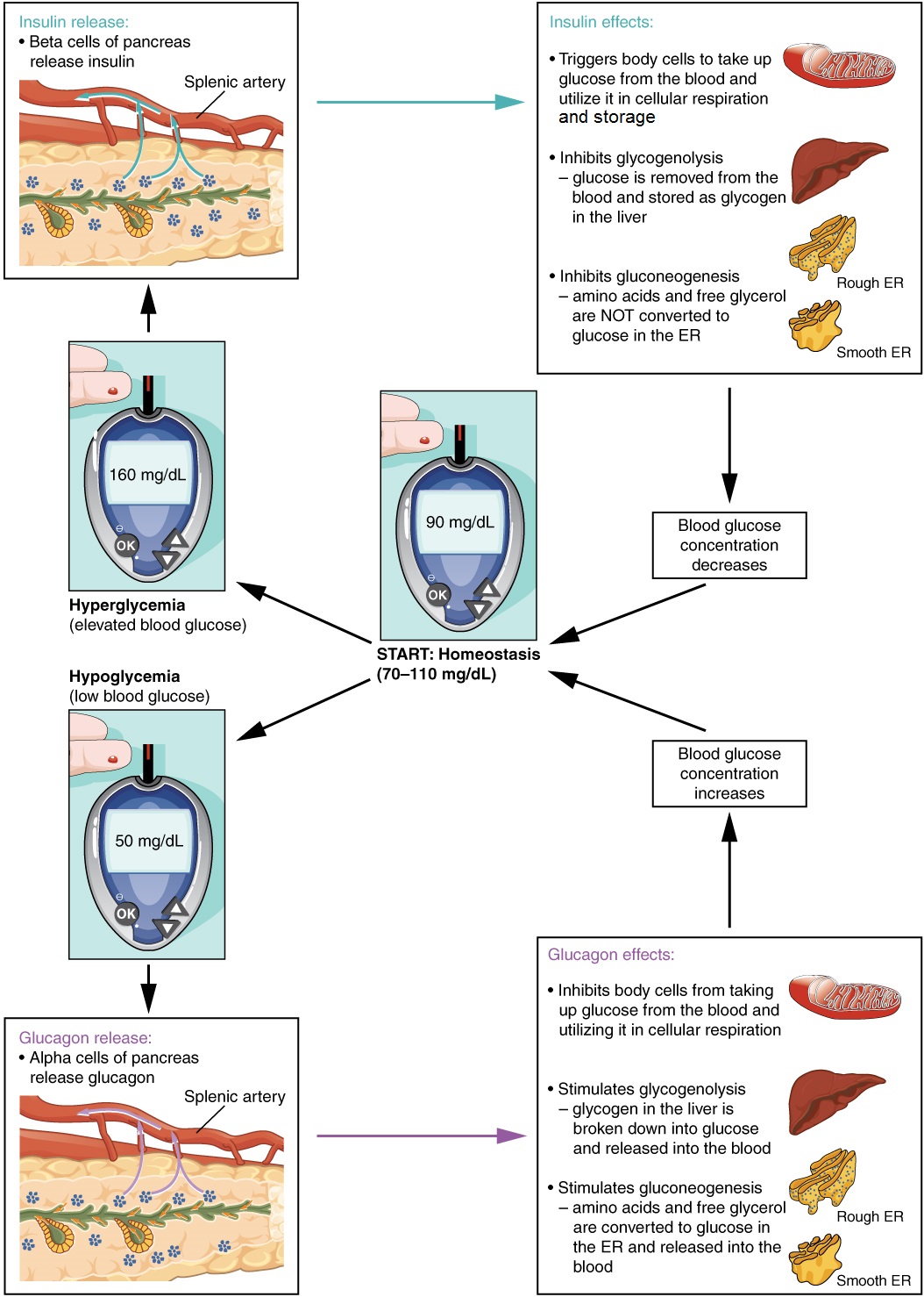 This diagram shows the homeostatic regulation of blood glucose levels. Blood glucose concentration is tightly maintained between 70 milligrams per deciliter and 110 milligrams per deciliter. If blood glucose concentration rises above this range (hyperglycemia), insulin is released from the pancreas. Insulin triggers body cells to take up glucose from the blood and utilize it in cellular respiration. Insulin also inhibits glycogenolysis, in that glucose is removed from the blood and stored as glycogen in the liver. Insulin also inhibits gluconeogenesis, in that amino acids and free glycerol are not converted to glucose in the ER. If blood glucose concentration drops below this range, glucagon is released, which stimulates body cells to release glucose into the blood. All of these actions cause blood glucose concentration to decrease. When blood glucose concentration is low (hypoglycemia), alpha cells of the pancreas release glucagon. Glucagon inhibits body cells from taking up glucose from the blood and utilizing it in cellular respiration. Glucagon also stimulates glycogenolysis, in that glycogen in the liver is broken down into glucose and released into the blood. Glucagon also stimulates glucogenogenesis, in that amino acids and free glycerol are converted to glucose in the ER and released into the blood. All of these actions cause blood glucose concentrations to increase.