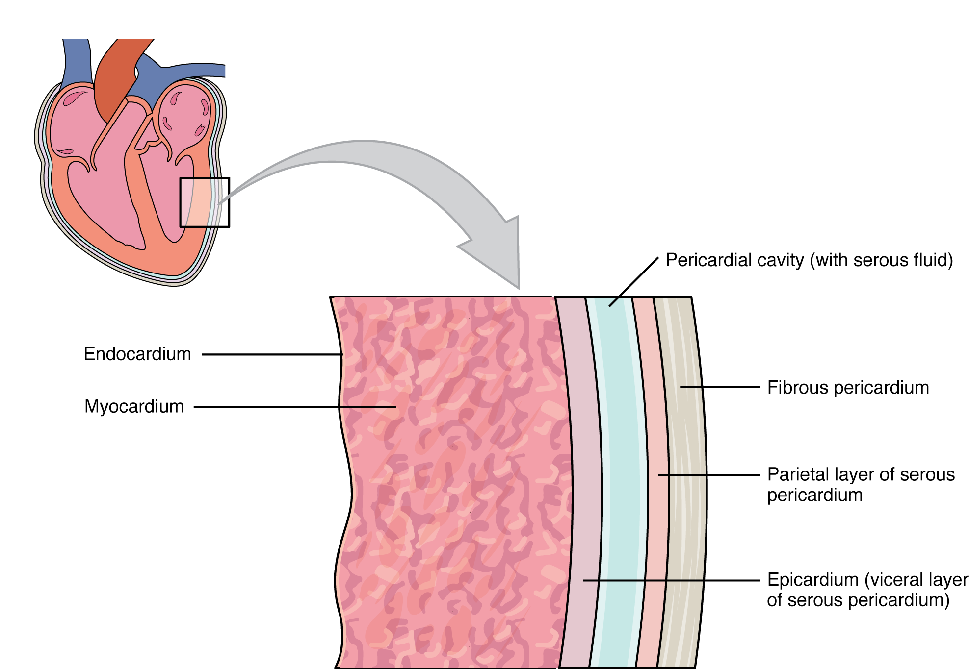 This image shows a magnified view of the structure of the heart wall.