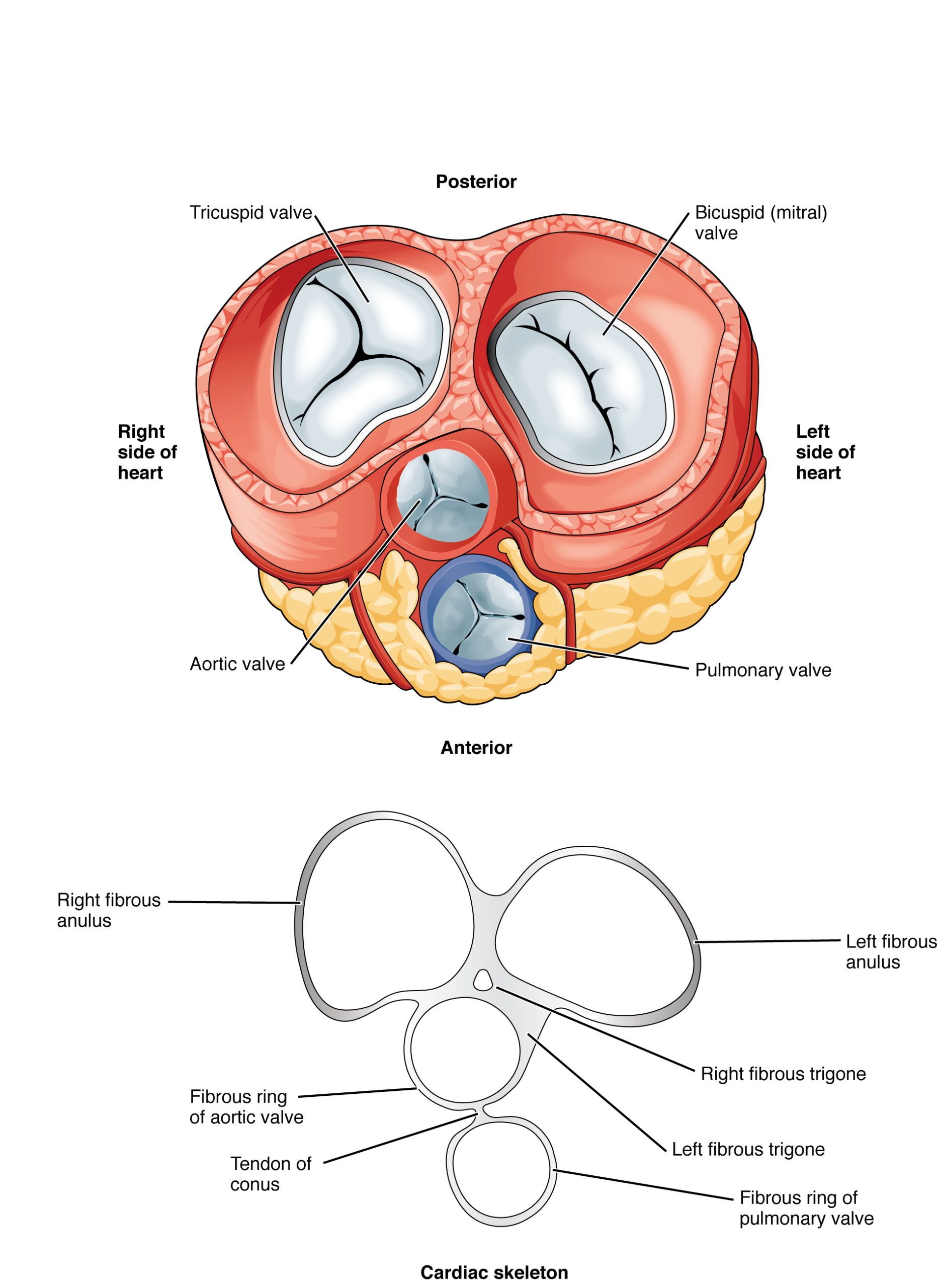 This diagram shows the anterior view of the heart with the different heart valves labeled.