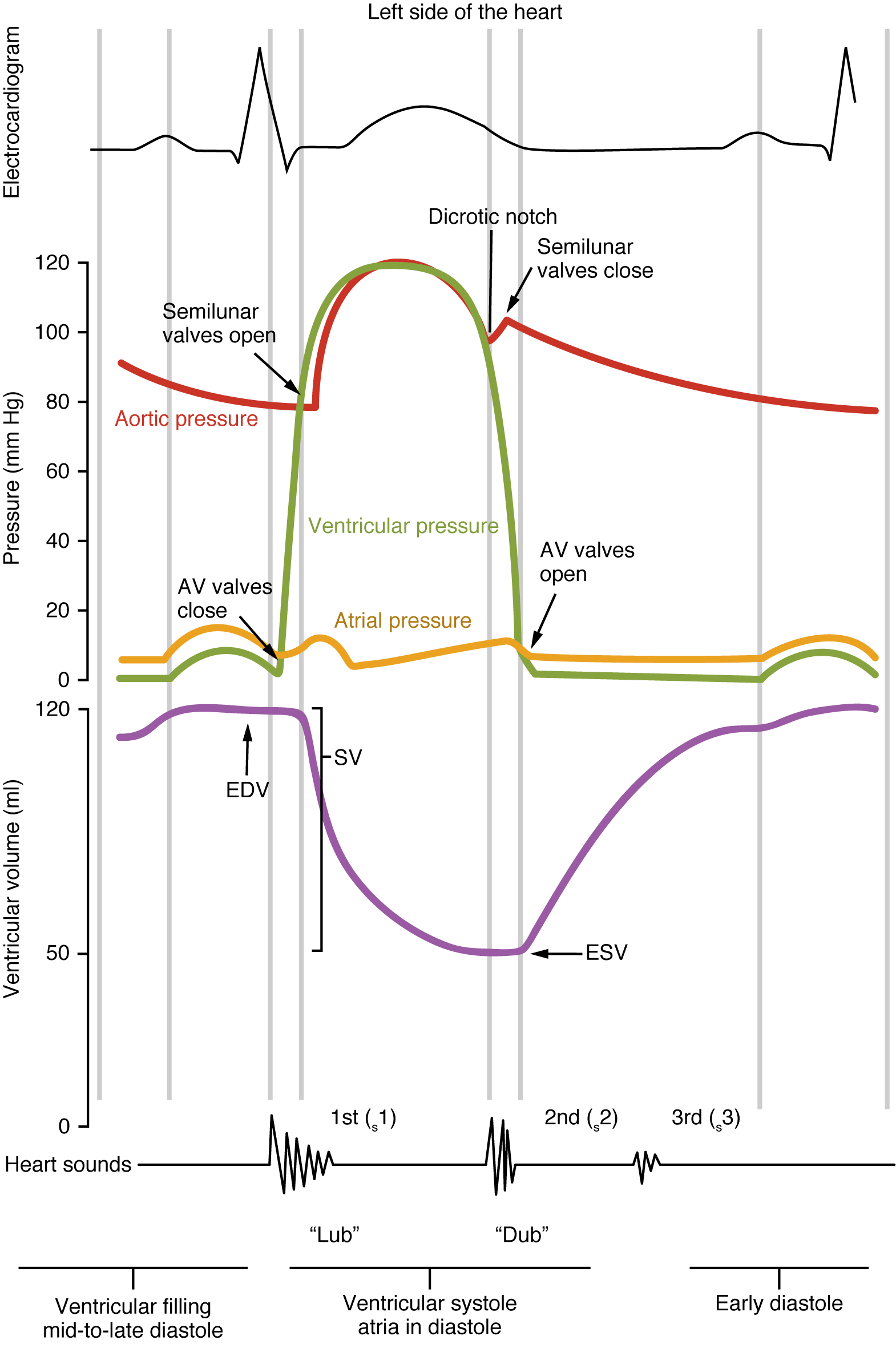This image shows a graph of the blood pressure with the different stages labeled. Under the graph, a line shows the different sounds made by the beating heart.