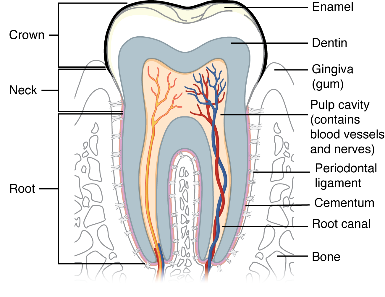 This diagram shows a cross-section of a human tooth elucidating its structure. The major parts of the tooth along with the blood vessels are shown.