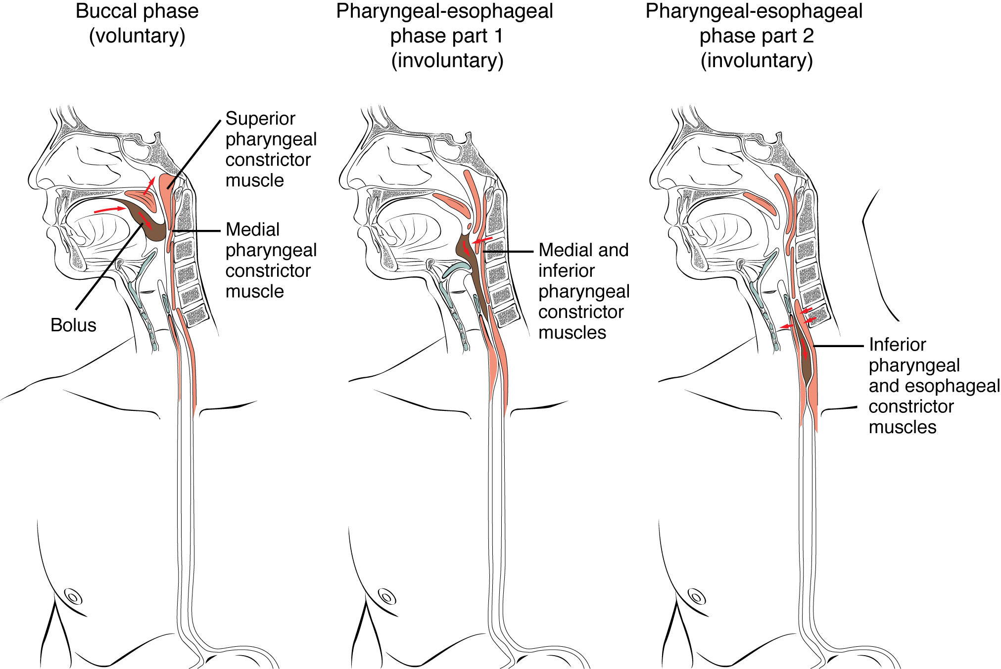 This figure shows the three different phases of deglutition. The left panel shows the voluntary phase, the middle panel shows the pharyngeal phase and the right panel’s shows the esophageal phase.