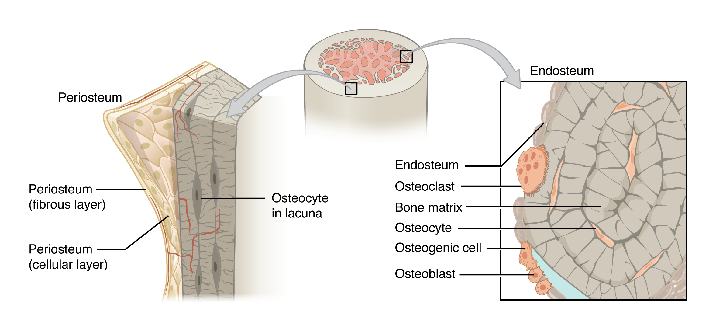The top of this illustration shows an anterior view of the proximal end of the femur. The top image has two zoom in boxes. The left box is situated on the border between the diaphysis and the metaphysis. Its callout magnifies the periosteum on the right side of the femur. The view shows that the periosteum contains an outer fibrous layer composed of yellow fibers. The inner layer of the periosteum is called the cellular layer, which is composed of irregularly shaped cells. The cellular layer gradually shrinks in width as it transitions from the metaphysis to the diaphysis. A small blood vessel runs through both layers and enters the bone. The right zoom in box magnifies the endosteum on the left side of the bone. The box is situated just inferior to the border between the diaphysis and the metaphysic. It calls out the inner edge of the compact bone layer. The magnified view shows concentric circles of dark colored bone matrix. Between the circles are small cavities containing orange, diamond-shaped cells labeled osteocytes. The left edge of the bone matrix is lined with a single layer of flattened cells called the endosteum. There is a large cell, labeled an osteoclast, between two of the endosteum cells. The osteoclast is cutting a depression into the bony matrix under the endosteum. At another part of the endosteum, three smaller osteoblasts are secreting a blue substance that builds up the outermost layer of the bony matrix.
