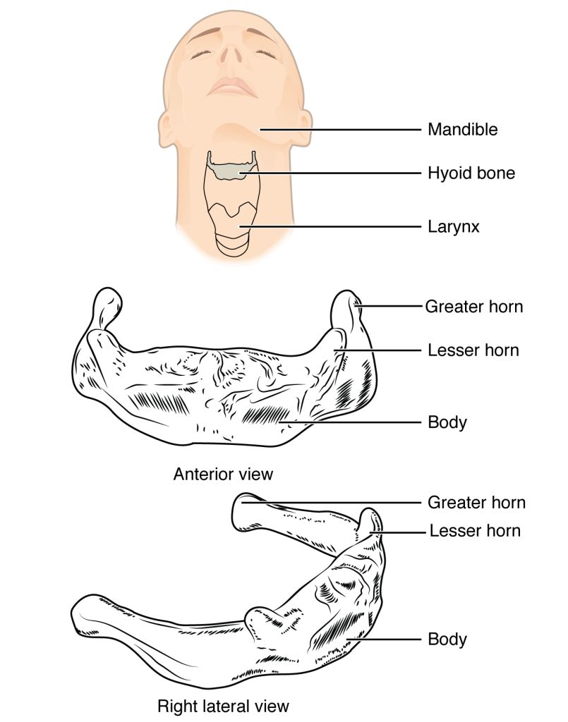 In this image, the location and structure of the hyoid bone are shown. The top panel shows a person’s face and neck, with the hyoid bone highlighted in grey. The middle panel shows the anterior view and the bottom panel shows the right anterior view.