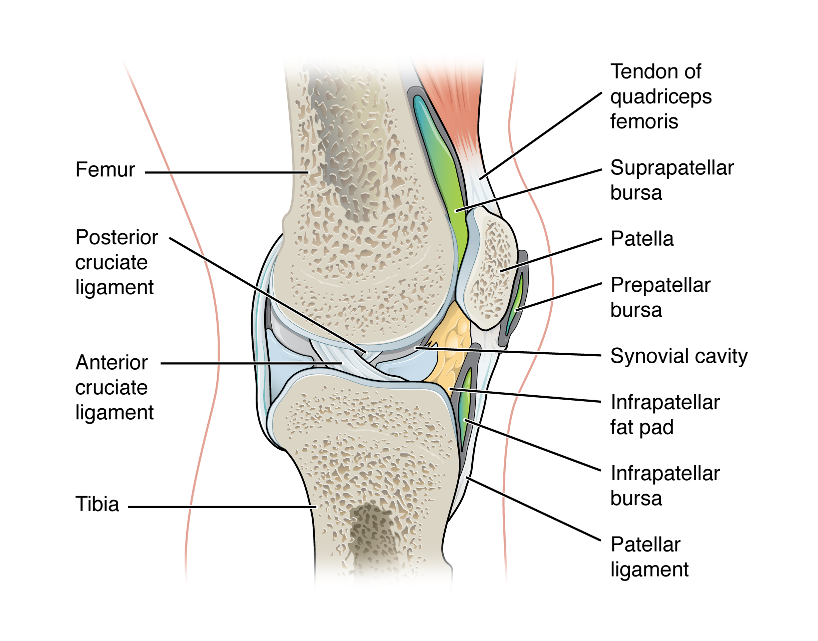 This diagram shows the location of the bursae which are fluid filled sacs in a bone joint. The major parts of the joint are labeled.