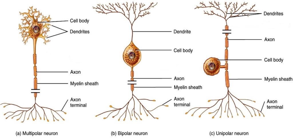 Three illustrations show some of the possible shapes that neurons can take. In the unipolar neuron, the dendrite enters from the left and merges with the axon into a common pathway, which is connected to the cell body. The axon leaves the cell body through the common pathway, the branches off to the right, in the opposite direction as the dendrite. Therefore, this neuron is T shaped. In the bipolar neuron, the dendrite enters into the left side of the cell body while the axon emerges from the opposite (right) side. In a multipolar neuron, multiple dendrites enter into the cell body. The only part of the cell body that does not have dendrites is the part that elongates into the axon.