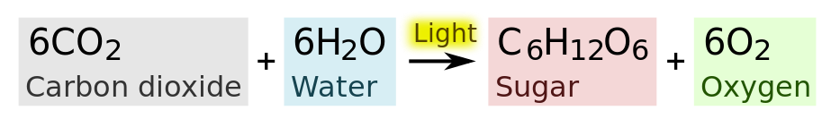 photosynthesis chemical reaction