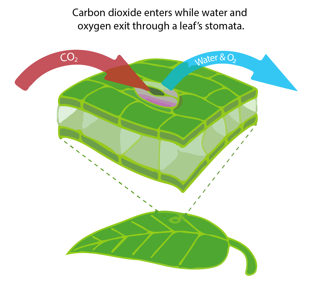 Schematic illustration of gas exchange through leaf stomata