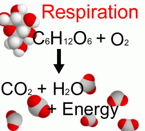 respiration chemical reaction