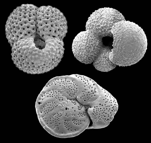 images of foraminifera shells