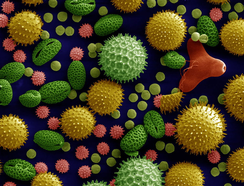 electron microscope pictures of pollen