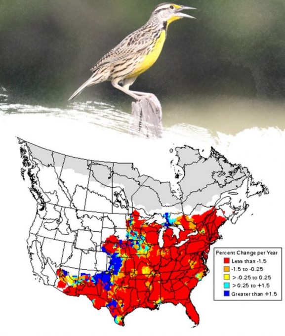 Figure 2.3. Trend map for the Eastern Meadowlark based on Breeding Bird Survey trend estimates collected between the summers of 1966– 2003. From Sauer et al. 2006. Photo by Alastair Rae and published under creative commons.