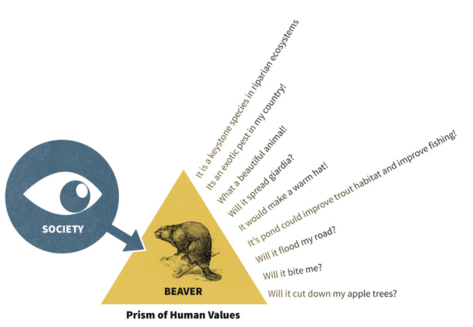 Figure 4.1. Society places many values on natural resources, and those values change over time. How would you develop a socially relevant monitoring plan for beaver populations? R. M. Muth (unpubl. data) suggested that society views resources through a prism of values. One segment of society may be most concerned with the incidence of Giardia in a beaver population, another with the degree of damage to property and another with their impact on wetland development. A monitoring plan that is carried out over time must consider to the degree possible those values that society may find important in future years as human populations grow, economic indicators change, and technology advances.