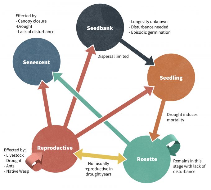 Figure 4.2. Example of a conceptual diagram of population change, Redrafted from Elzinga et al. 1998:51.