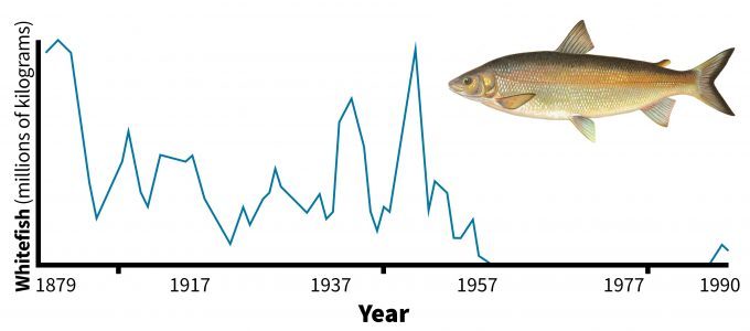 Figure 5.11. Catch of whitefish from Lake Erie, 1879-1992. Redrafted from Baldwin et al. (2002). Photo by Annual Report of the Commissioners of Fish, Game, and Forests of the State of New York, 1896 and published under creative commons.