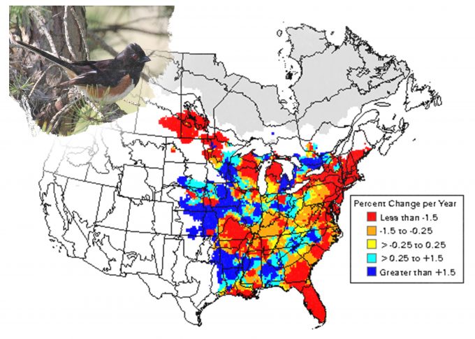 Figure 5.8. Predicted changes in abundance of eastern towhees over its geographic range, 1966-1996 (from Sauer et al. 2001). Photo by Dick Daniels and published under creative commons.