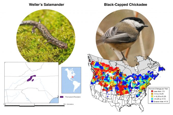 Figure 9.2. Range maps for a geographically restricted species, Weller’s salamander (left) and a cosmopolitan species, black-capped chickadee (right). Maps from USGS Biological Resources Division. Photos by Brian Gratwicke and Brendan Lally and published under creative commons.