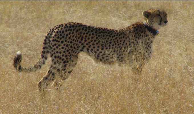 Figure 8.4. Cheetah with a radio collar at Moremi Wildlife Reserve, Botswana. Photo by Nancy McGarigal and used with her permission.