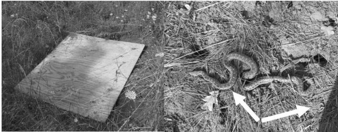 Figure 8.6. Live traps attached to trees are particularly effective at sampling flying squirrels and other arboreal species. Photo of flying squirrel by Cheron Ferland, used with permission. Photo of woman checking trap by Laura Navarrette and used with permission.