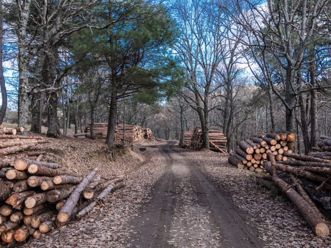 Figure 1.7. A forest stand similar to the one in this photo harvested in 2003 on the McLean Game Refuge in Granby and Simsbury, Connecticut, following considerable debate regarding social concerns for this ecosystem. A judicial ruling allowed the harvest to proceed, but monitoring the effects of the harvest was encouraged by the judge. Public Domain via Pixabay.com and published under creative commons.