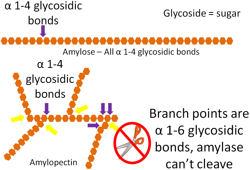 Macronutrient Digestion Human Nutrition