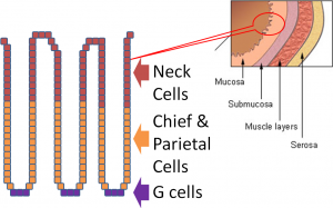 Macronutrient Digestion – Human Nutrition