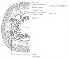 Macronutrient Digestion – Human Nutrition