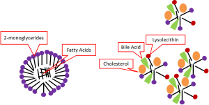 Macronutrient Digestion – Human Nutrition